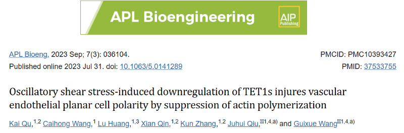 振荡剪切应力诱导的TET1s下调通过抑制肌动蛋白聚合损害血管内皮细胞平面细胞极性