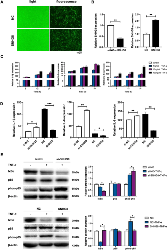 低水平的长链非编码 RNA SNHG8 通过在缺氧炎症微环境中释放功能性 HIF-1α 来激活 NF-κB 通路