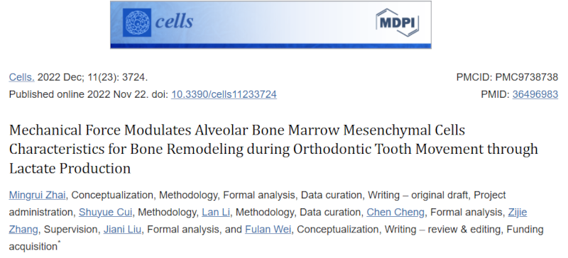 机械力在正畸牙齿移动过程中通过乳酸生成调节牙槽骨骨髓间充质细胞特性进行骨重塑