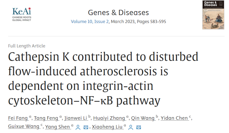 组织蛋白酶K 参与扰动流诱导的动脉粥样硬化依赖于整合素-细胞骨架-NF-κB 信号轴