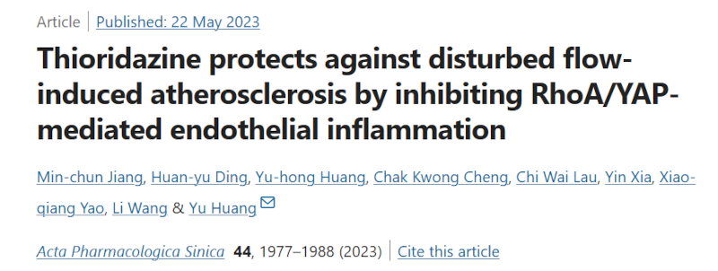 硫利达嗪通过抑制 RhoA/YAP 介导的内皮炎症来防止扰动流诱导的动脉粥样硬化