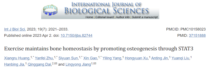 运动通过 STAT3 促进骨生成来维持骨稳态