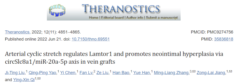 周期性张应变通过移植静脉中的 circSlc8a1/miR-20a-5p 轴调节 Lamtor1 并促进内膜增生