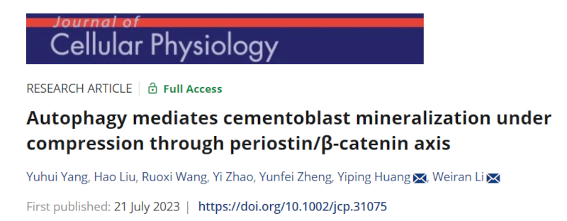 自噬通过骨膜蛋白/β-连环蛋白轴在压缩下介导成牙骨质细胞矿化