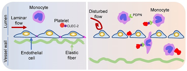 血流紊乱导致的CLEC-2依赖性血小板内皮下沉积有助于小鼠动脉粥样硬化的形成