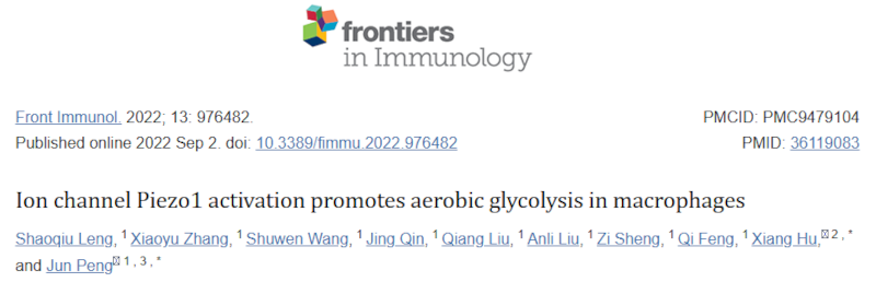离子通道 Piezo1 的激活促进巨噬细胞的有氧糖酵解