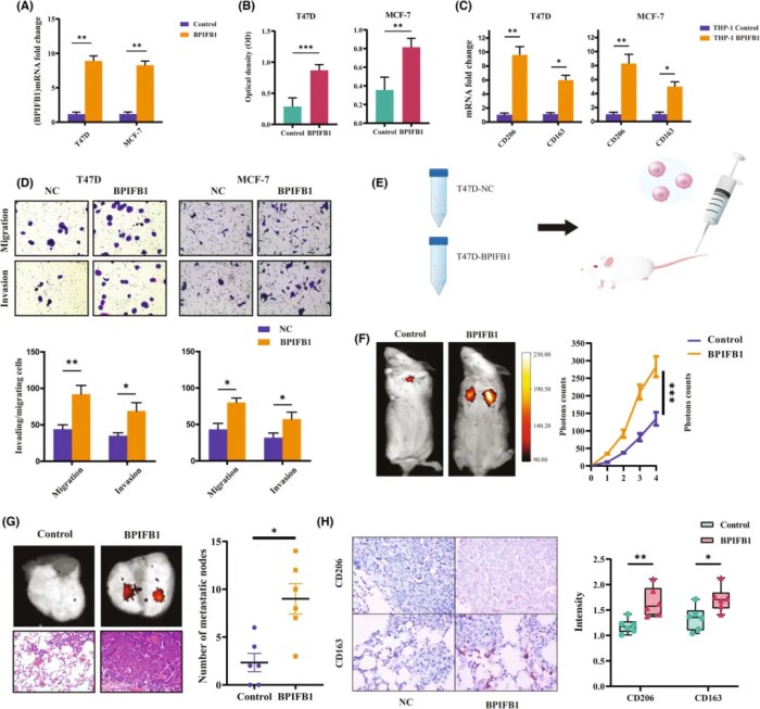 BPIFB1 通过诱导 M2 型巨噬细胞极化促进激素受体阳性乳腺癌的转移