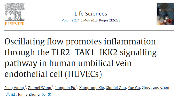 振荡流通过 HUVECs 中的 TLR2-TAK1-IKK2 信号通路促进炎症反应