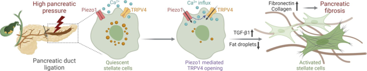 Piezo1 介导的星状细胞活化导致小鼠压力诱导的胰腺纤维化