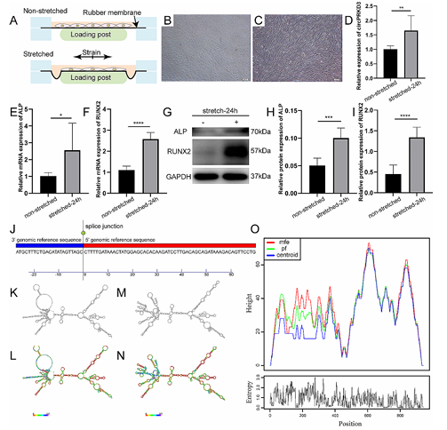 CircPRKD3/miR-6783-3p 响应机械力促进牵张状态牙周膜干细胞成骨