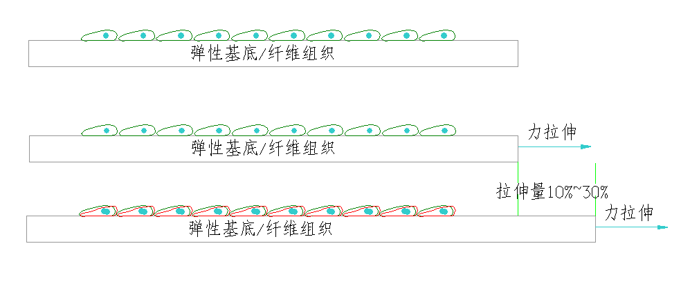 什么叫细胞牵张力？